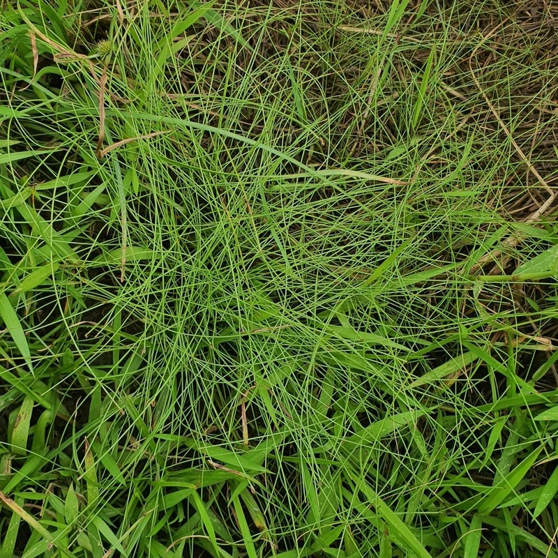 Coastal Plain Spikerush photo 2