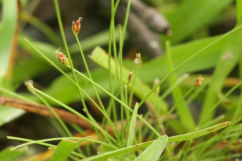 Coastal Plain Spikerush photo 3