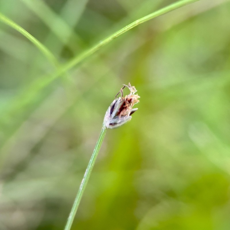 Coastal Plain Spikerush photo 5