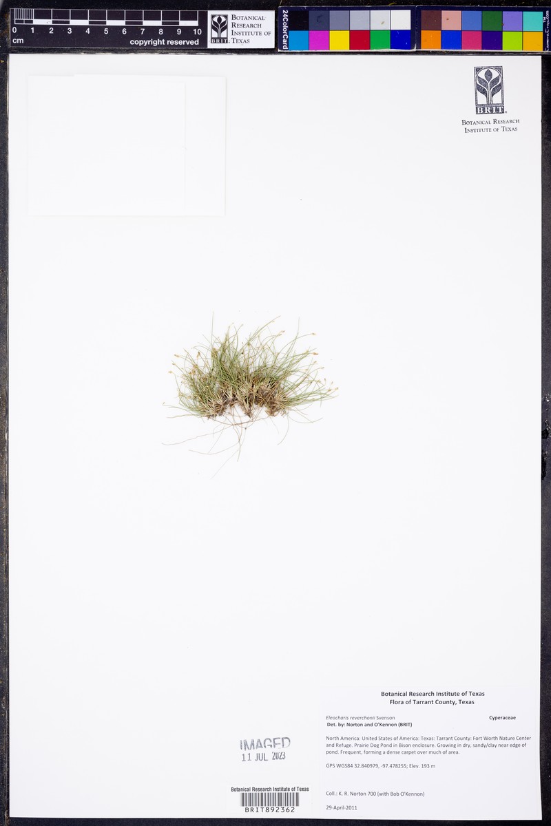 Reverchon's Spikerush photo 2