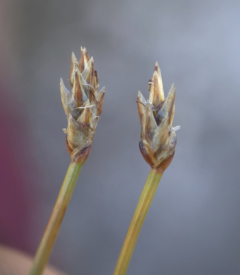 Beaked Spikerush photo 2