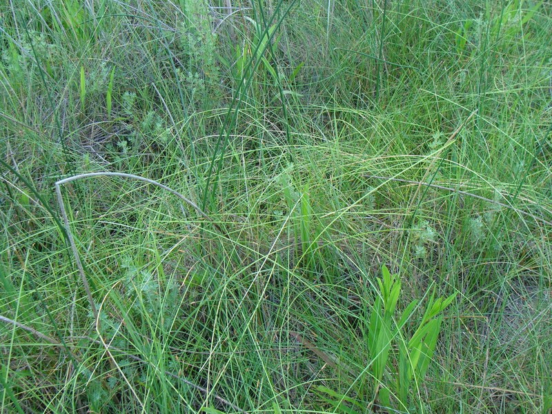 Beaked Spikerush photo 5
