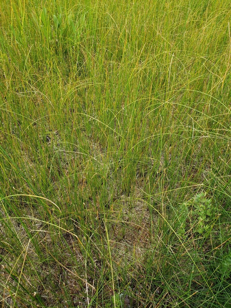 Beaked Spikerush photo 7