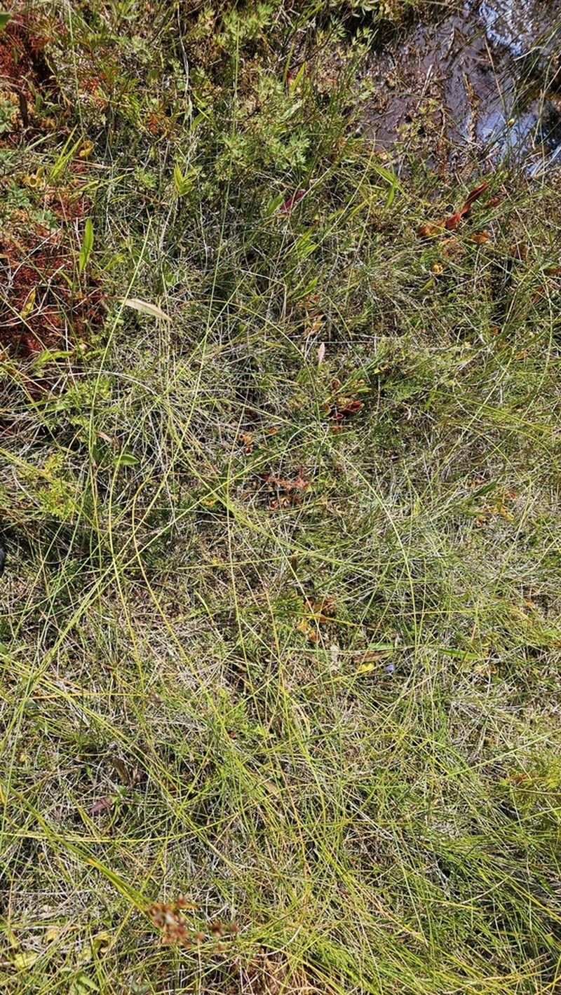 Beaked Spikerush photo 8