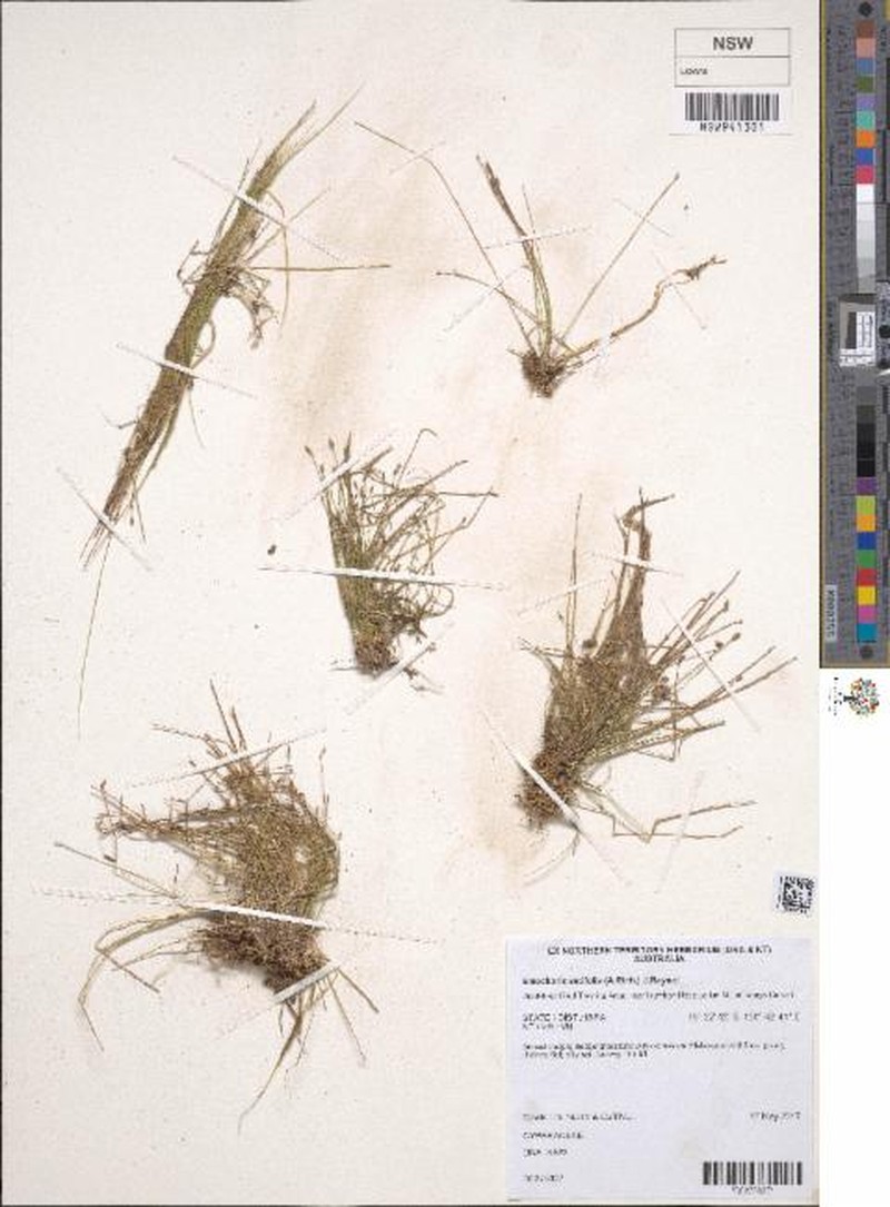 Eleocharis setifolia