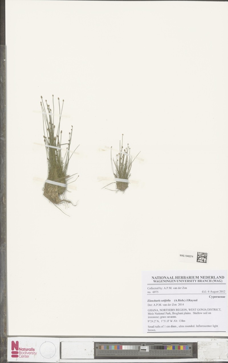 Eleocharis setifolia photo 2