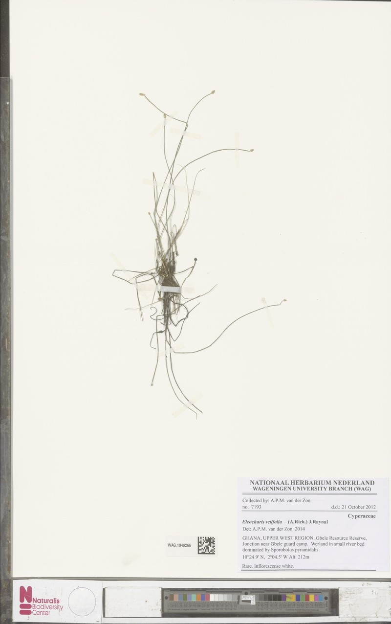 Eleocharis setifolia photo 3
