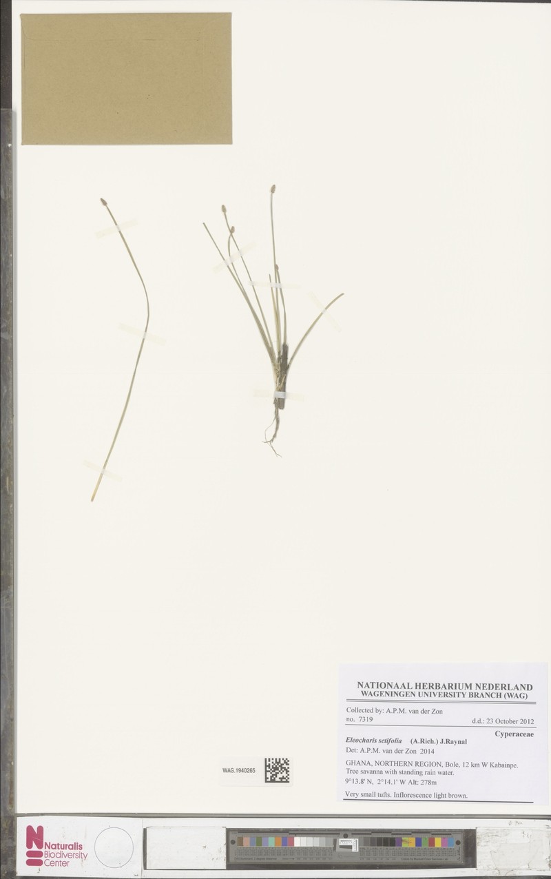 Eleocharis setifolia photo 4
