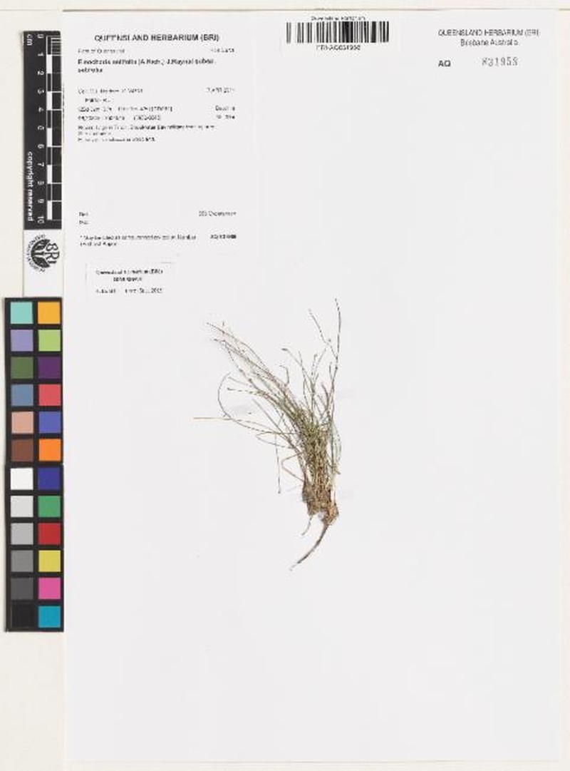 Eleocharis setifolia subsp. setifolia