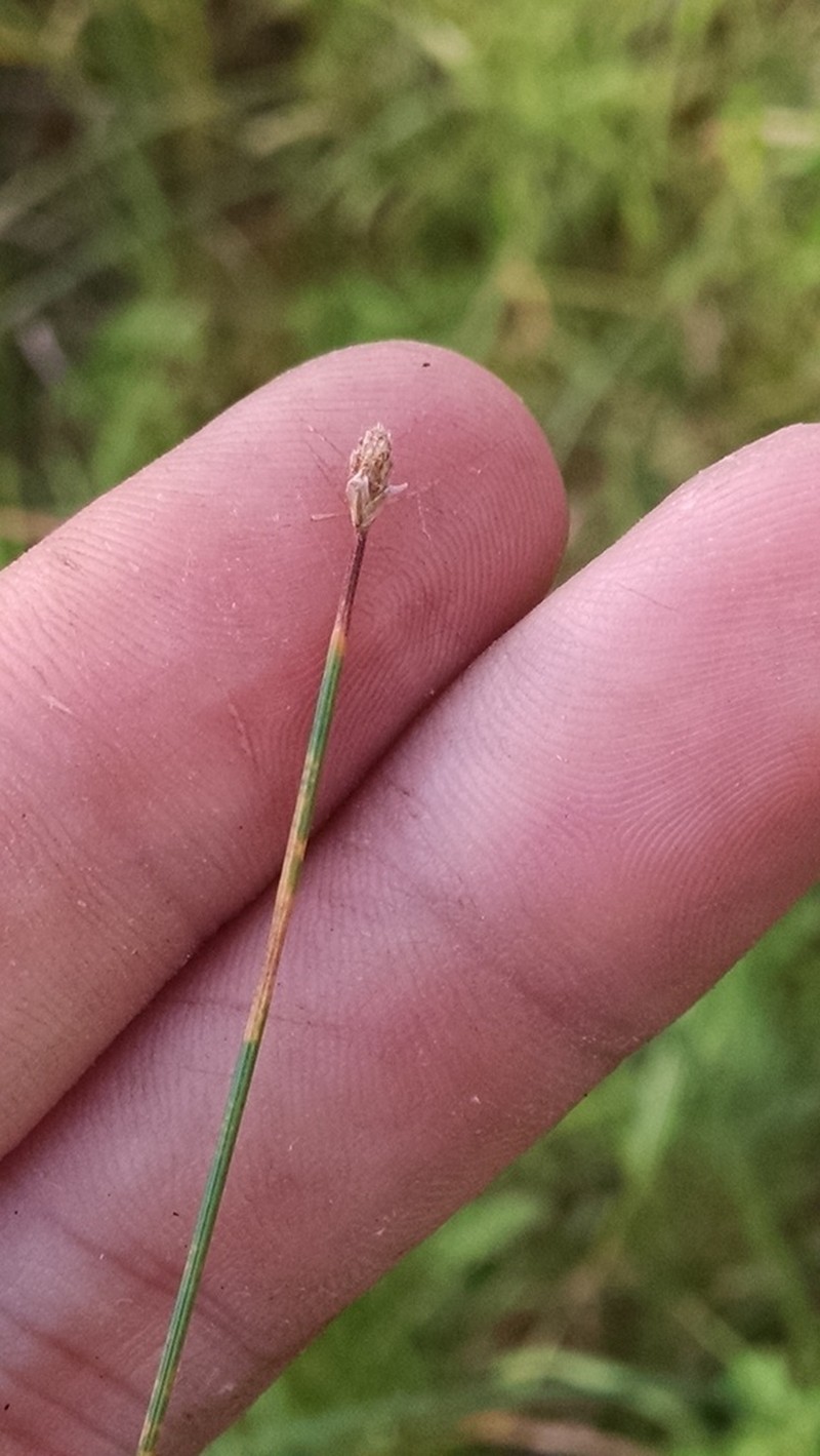 Slender Spikerush