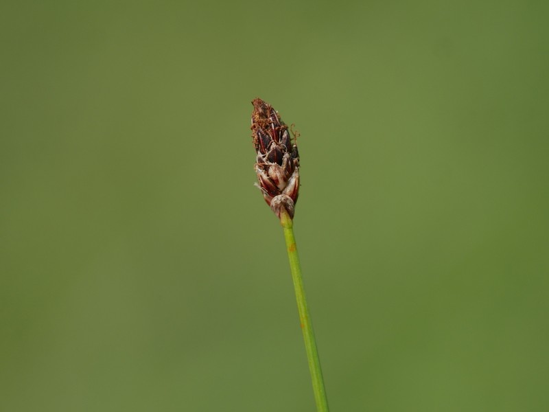 Slender Spikerush photo 6