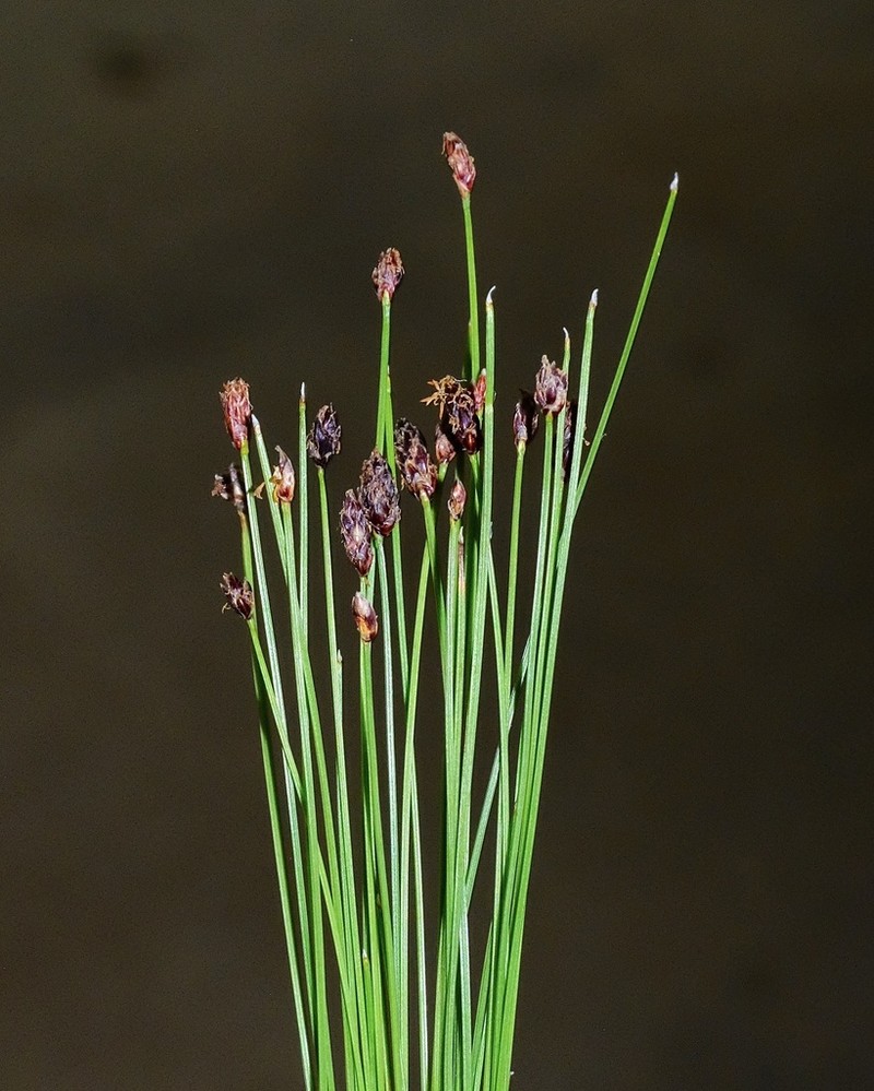 Slender Spikerush photo 7