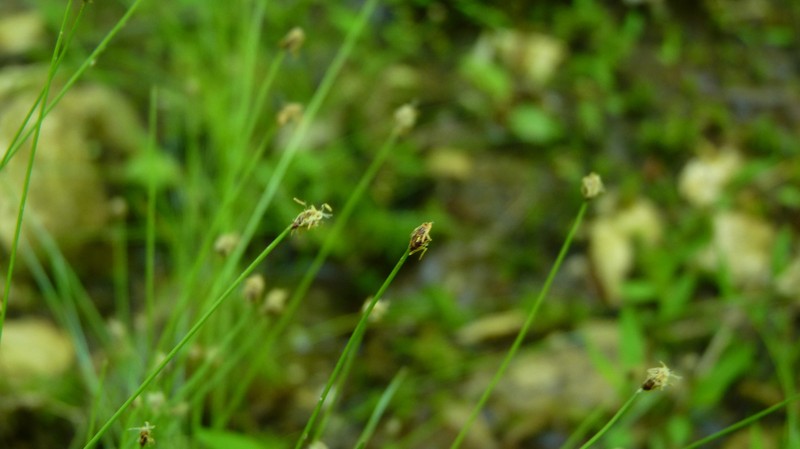 Eleocharis tenuis var. pseudoptera