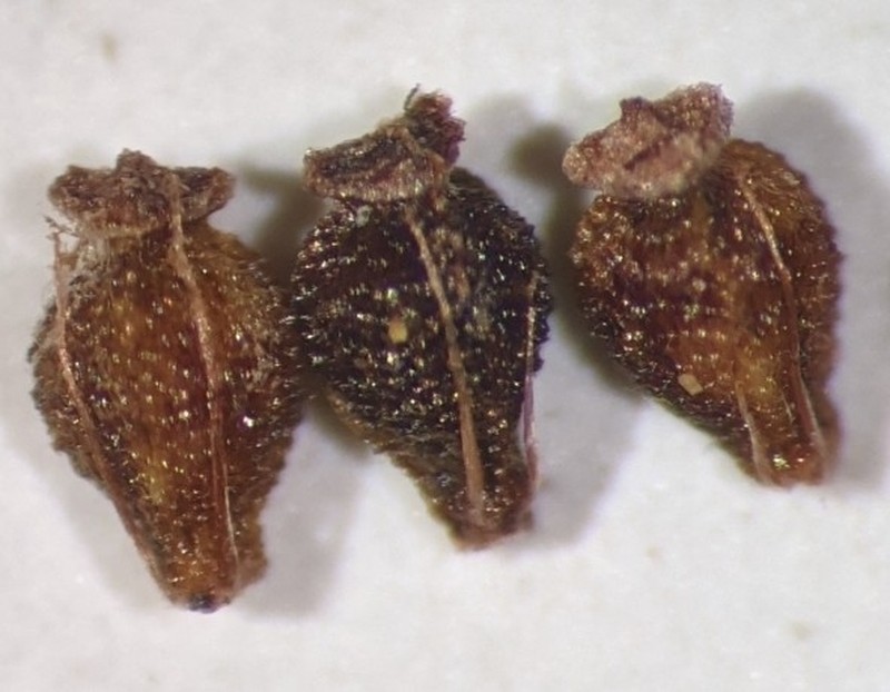 Eleocharis tenuis var. pseudoptera photo 2