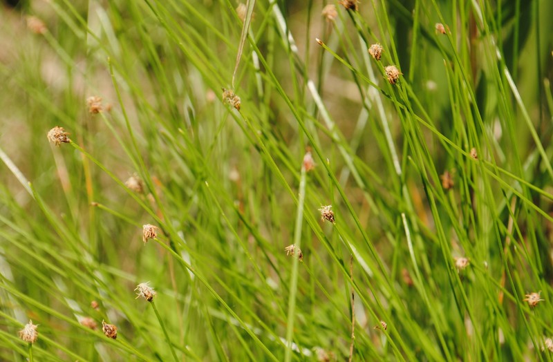 Eleocharis tenuis var. pseudoptera photo 3