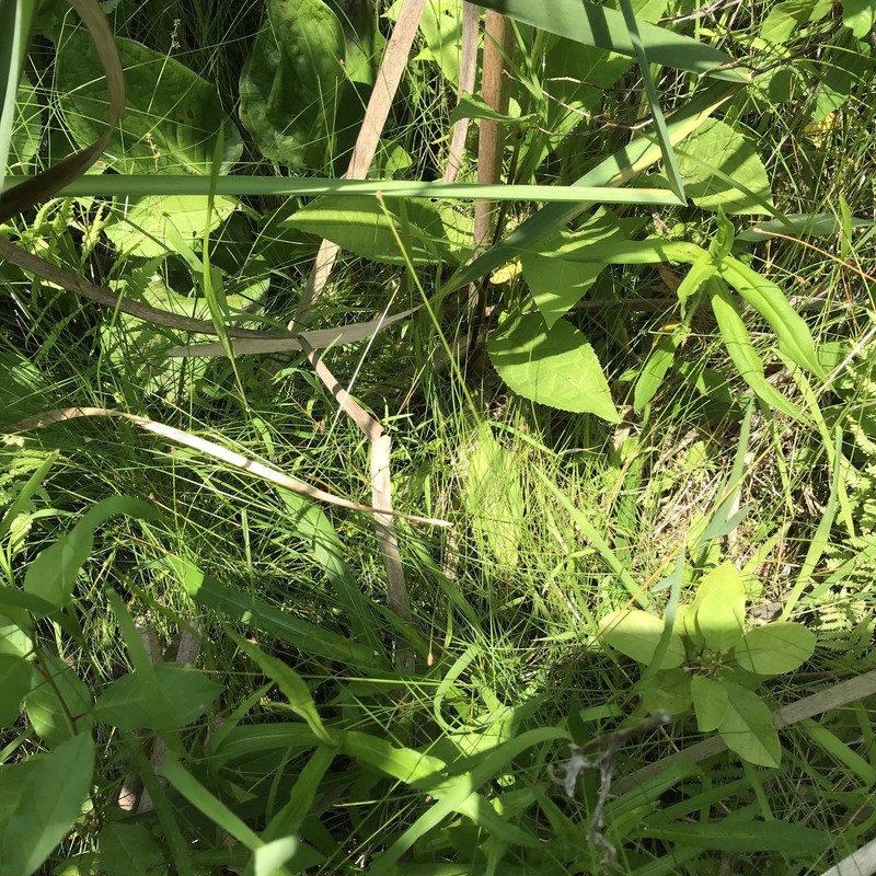 Eleocharis tenuis var. pseudoptera photo 4