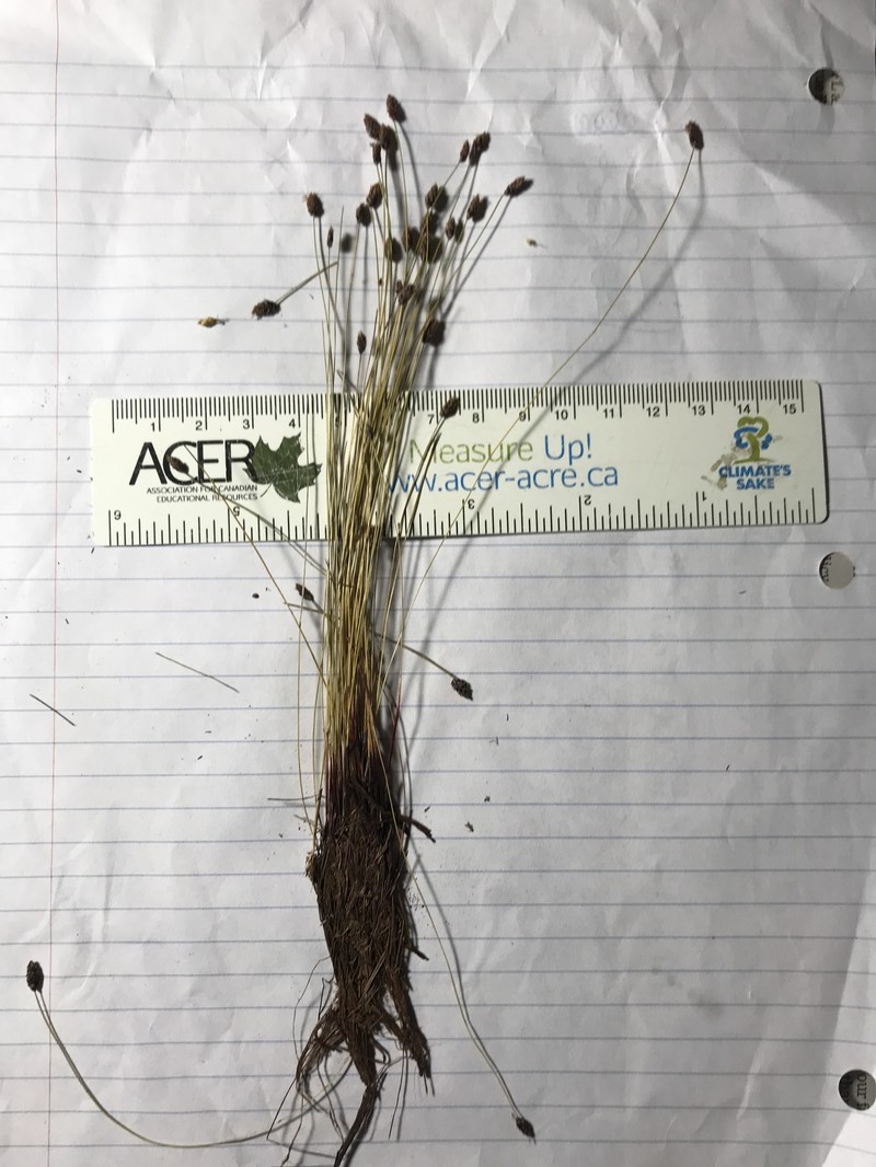 Eleocharis tenuis var. tenuis