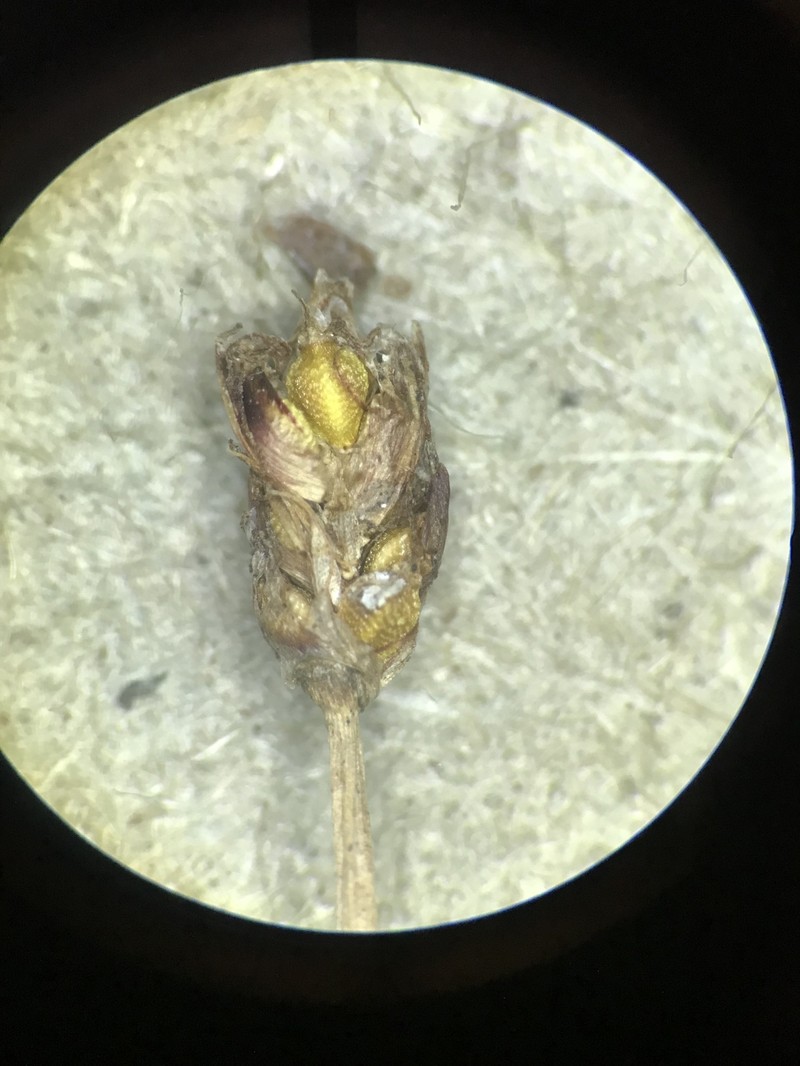 Eleocharis tenuis var. tenuis photo 2