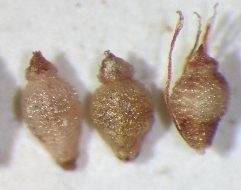 Eleocharis tenuis var. tenuis photo 3