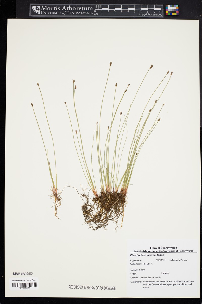 Eleocharis tenuis var. tenuis photo 5