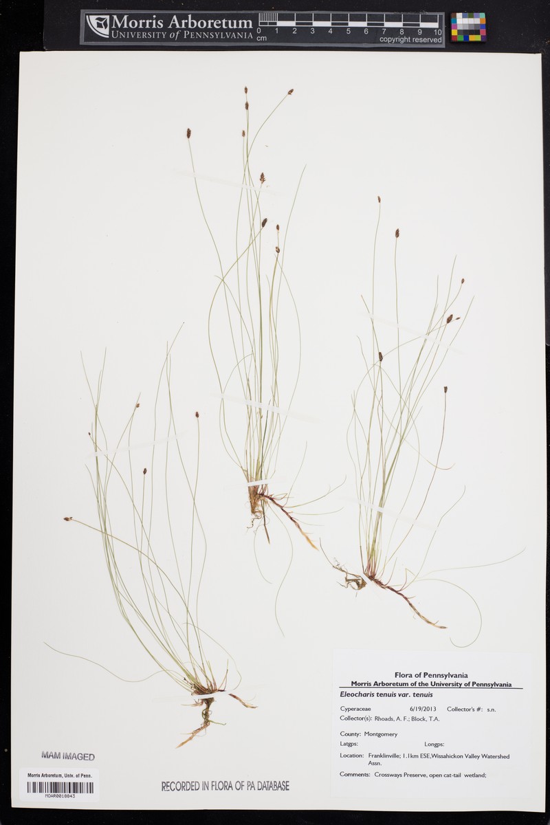 Eleocharis tenuis var. tenuis photo 6