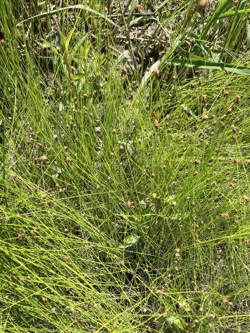 Eleocharis tenuis var. verrucosa