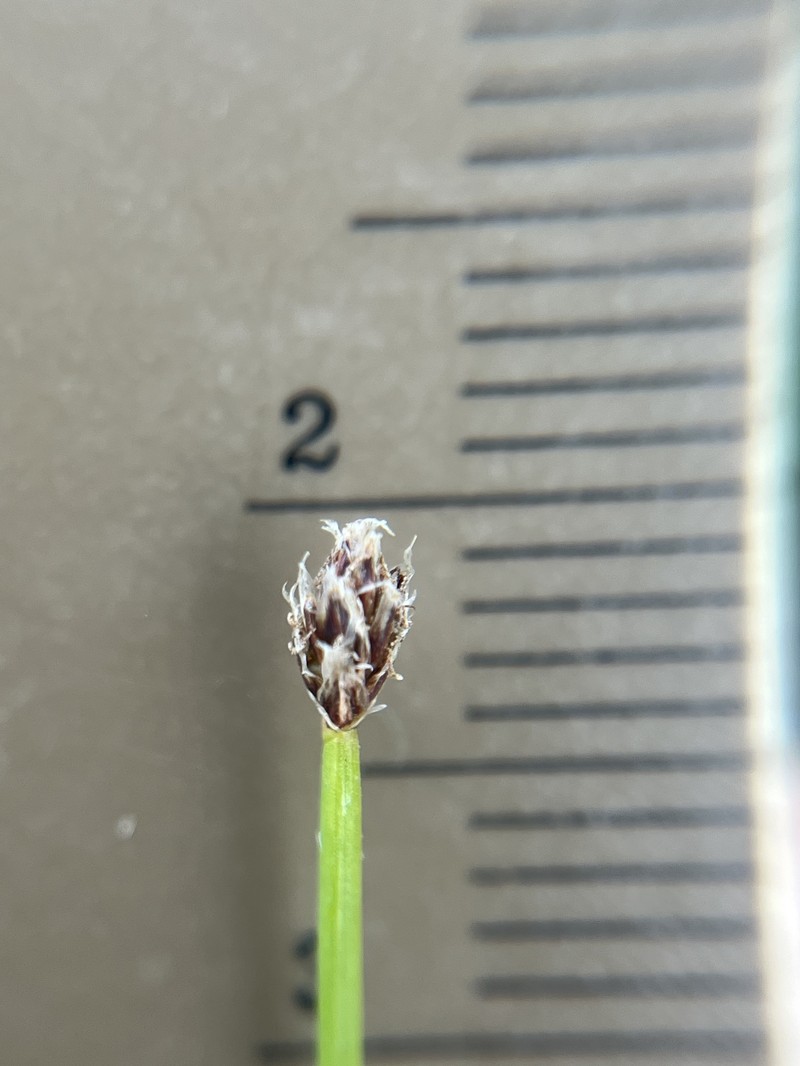 Eleocharis tenuis var. verrucosa photo 3