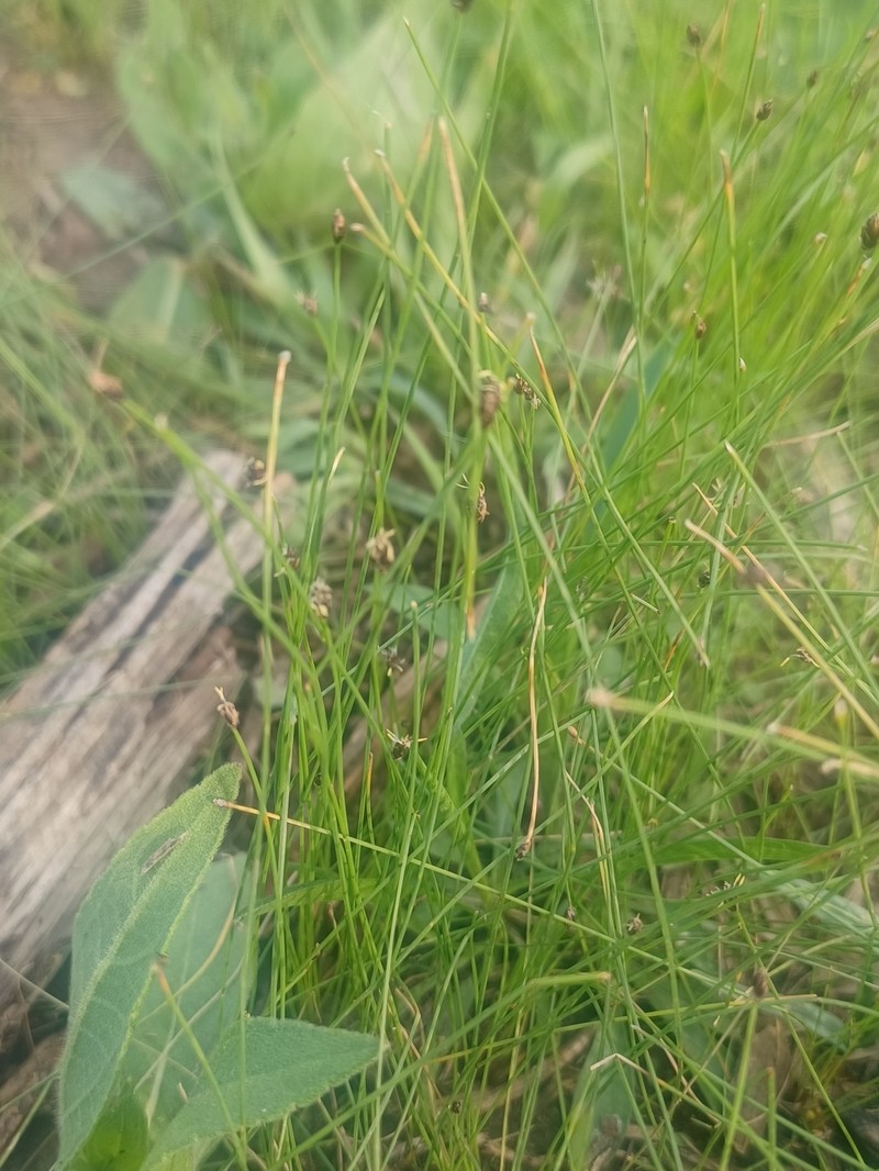 Eleocharis tenuis var. verrucosa photo 5