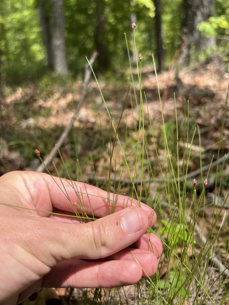 Eleocharis tenuis var. verrucosa photo 6