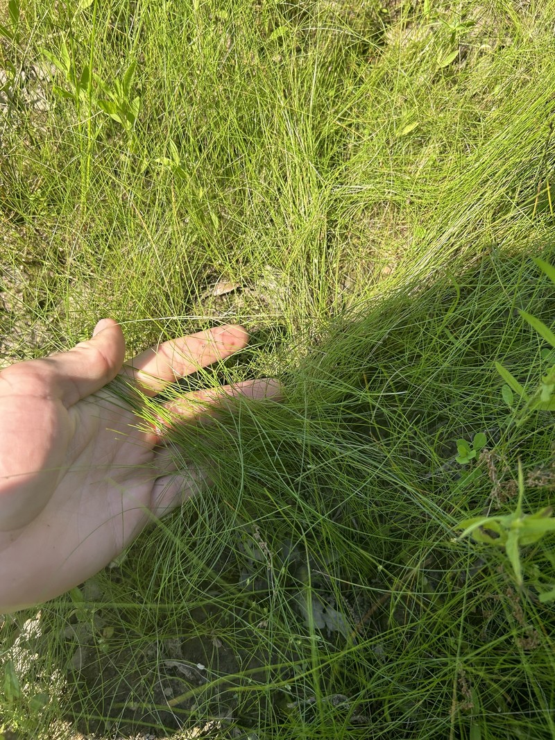 Eleocharis tenuis var. verrucosa photo 7