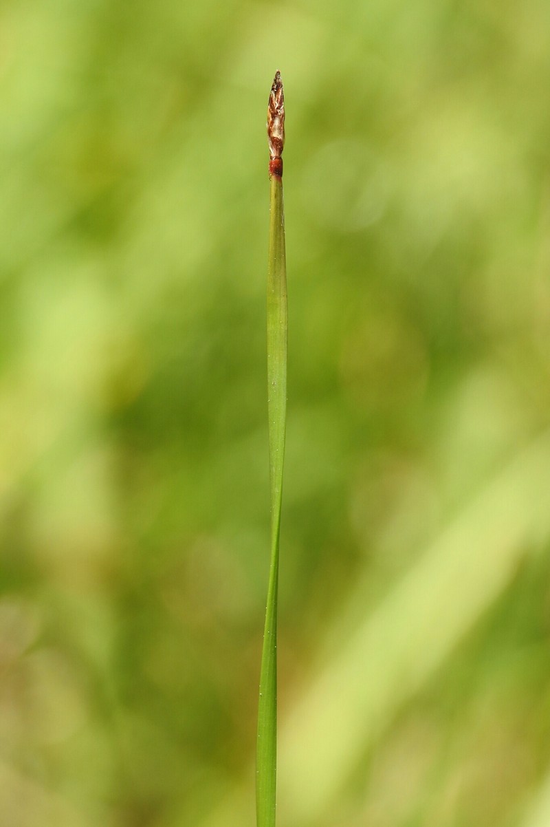 Twist-Stem Spikerush photo 3