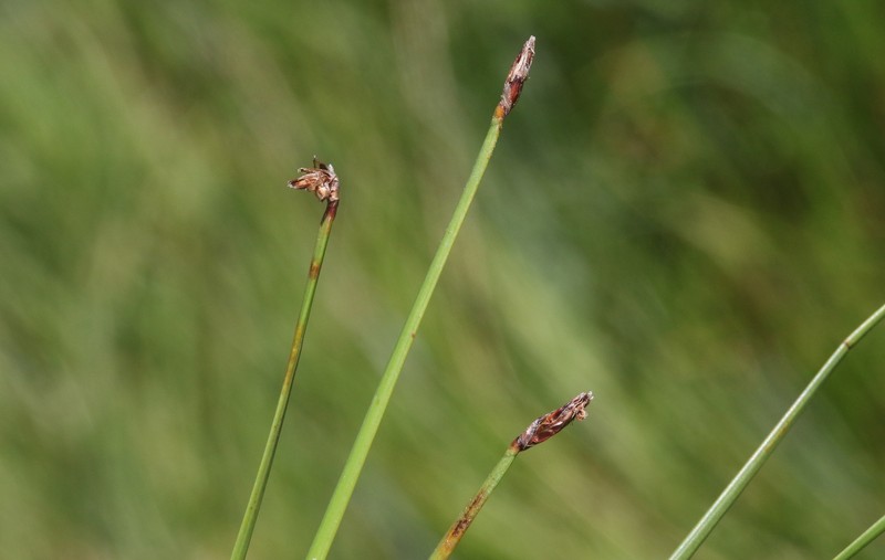 Twist-Stem Spikerush photo 4