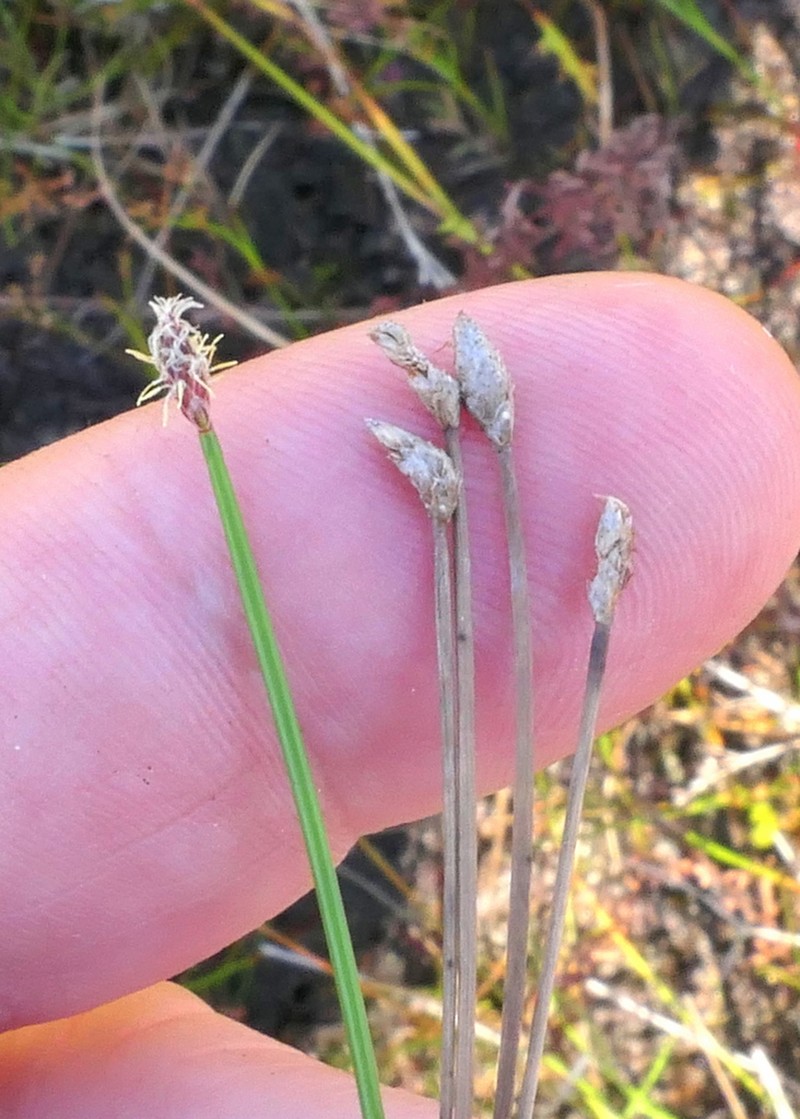 Three-Angle Spikerush