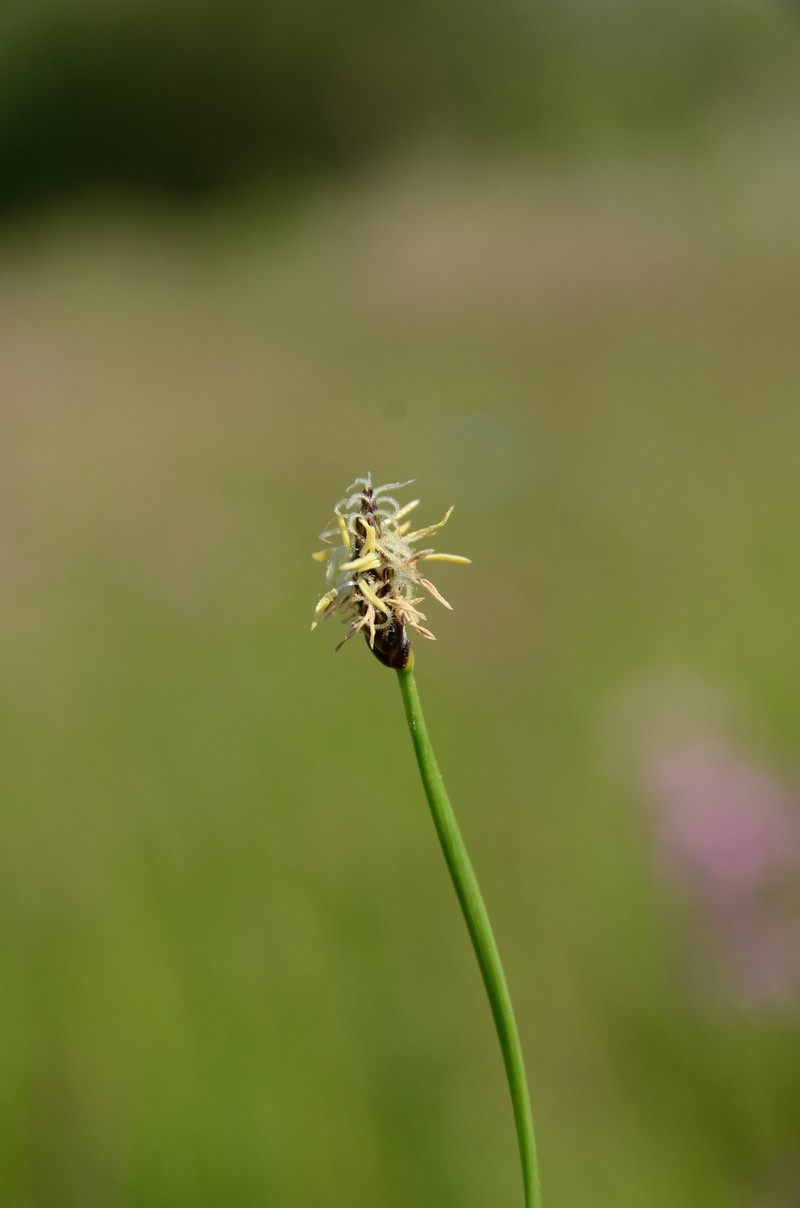 Saltmarsh Spikerush