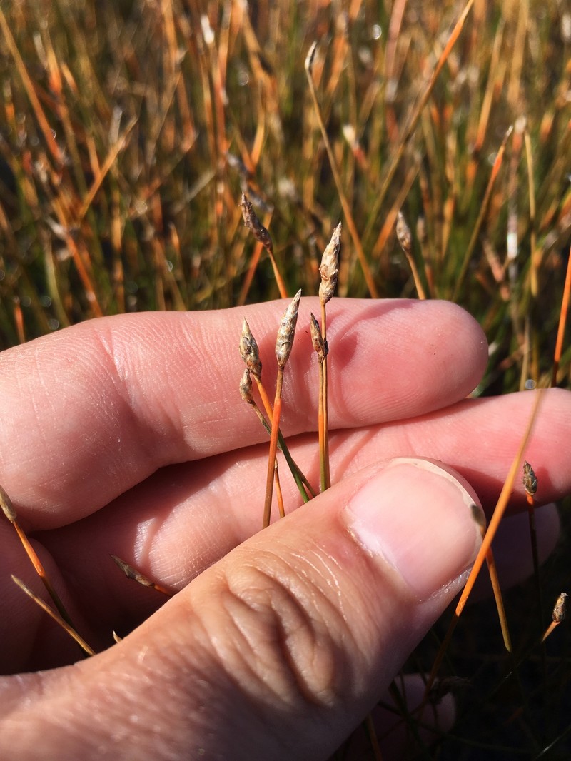 Saltmarsh Spikerush photo 2