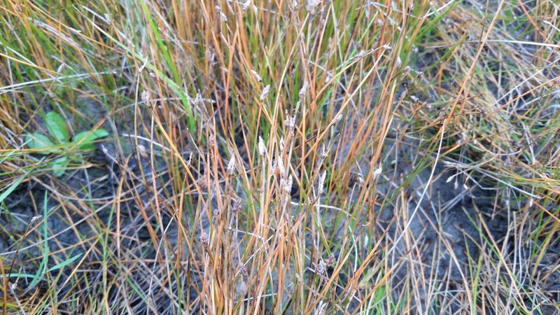 Saltmarsh Spikerush photo 3