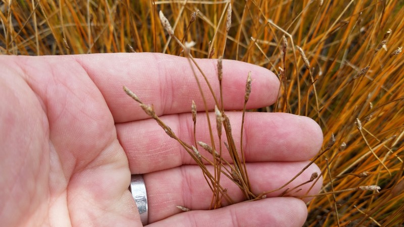 Saltmarsh Spikerush photo 4