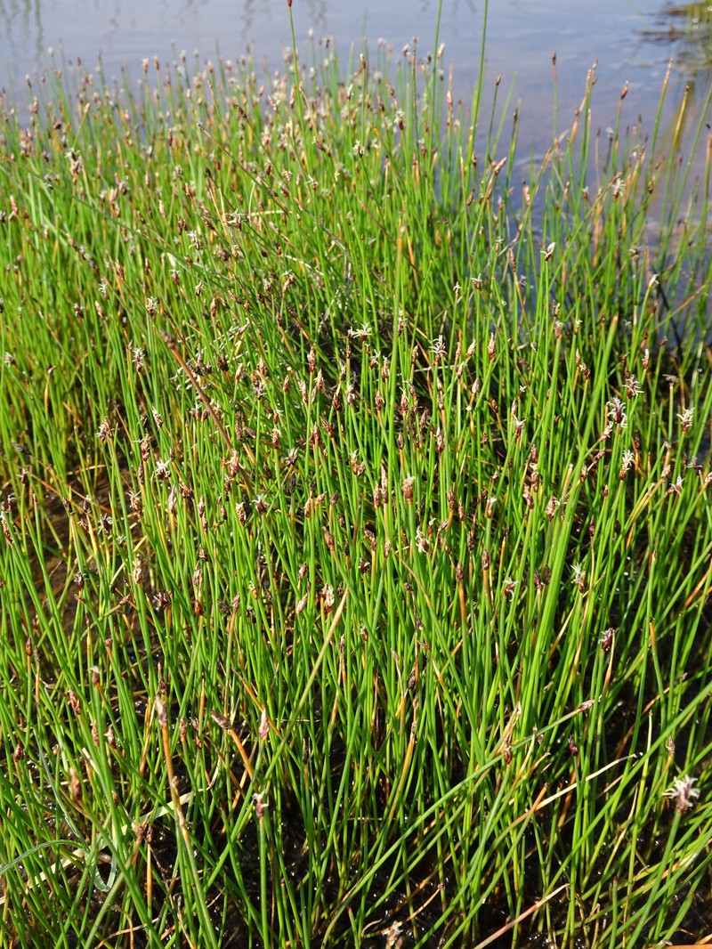 Saltmarsh Spikerush photo 5