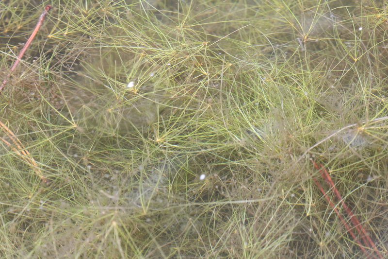 Viviparous Spikerush