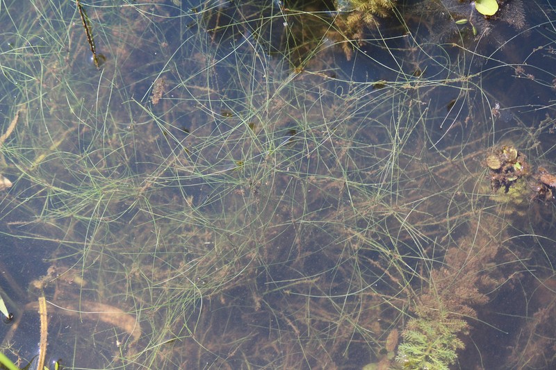 Viviparous Spikerush
