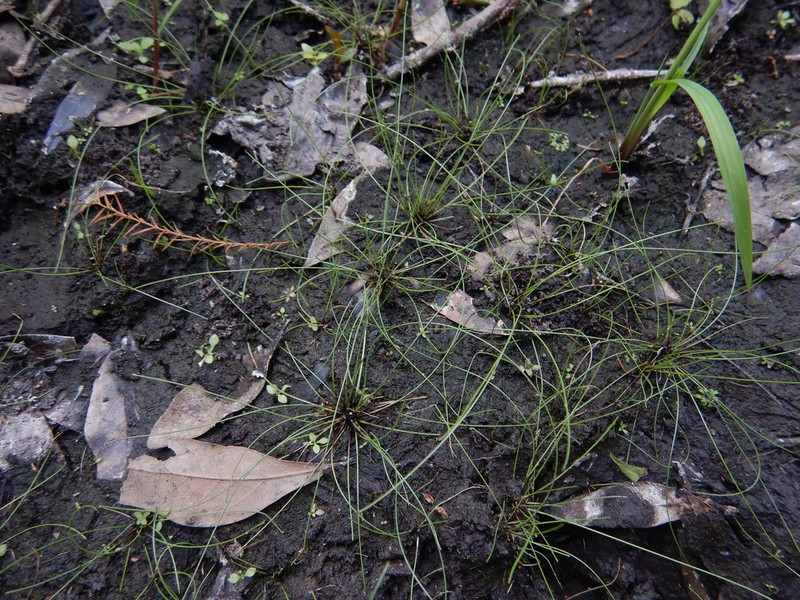 Viviparous Spikerush photo 2