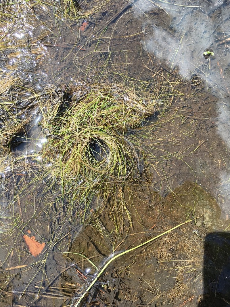 Viviparous Spikerush photo 4
