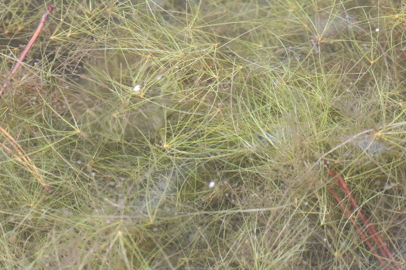 Viviparous Spikerush photo 5