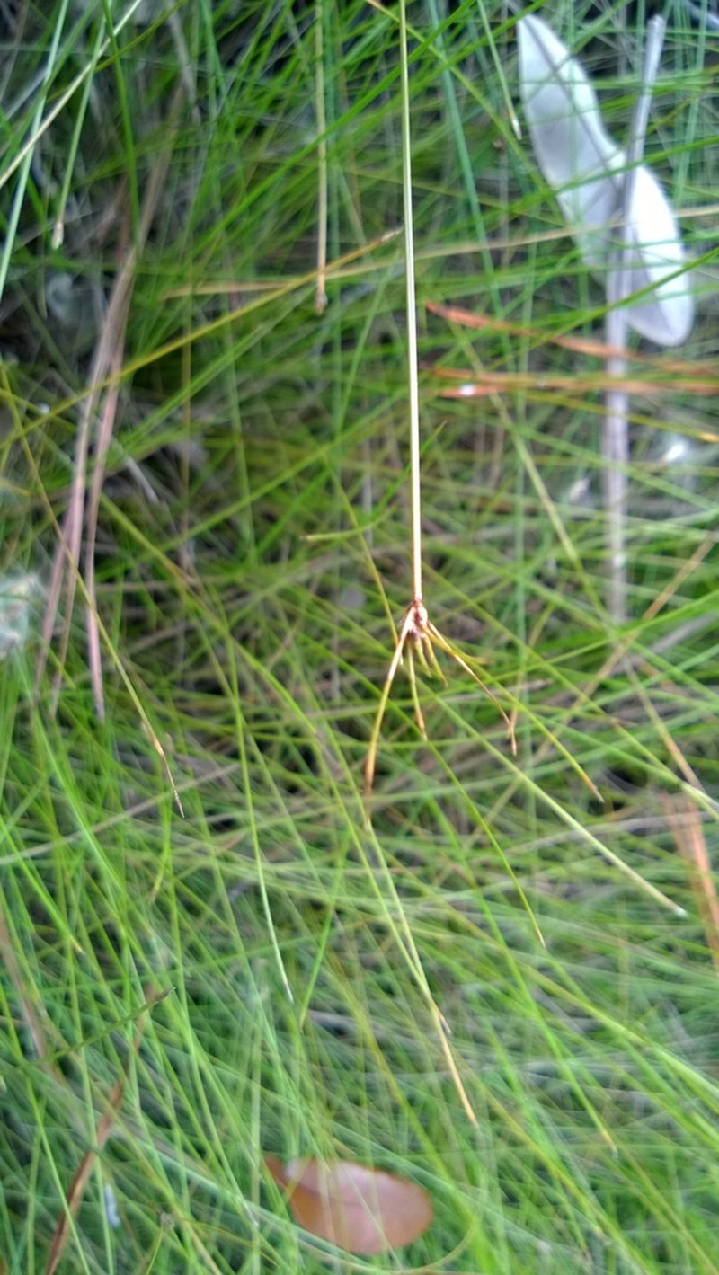 Viviparous Spikerush photo 7