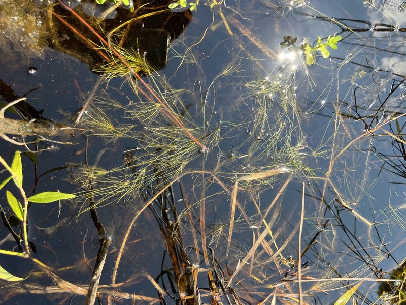 Viviparous Spikerush photo 8