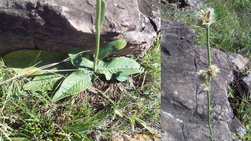 Elephantopus angustifolius