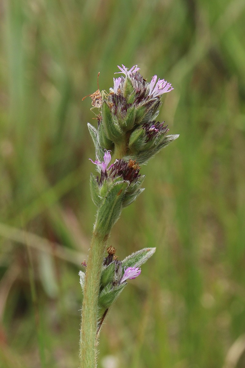 Elephantopus biflorus