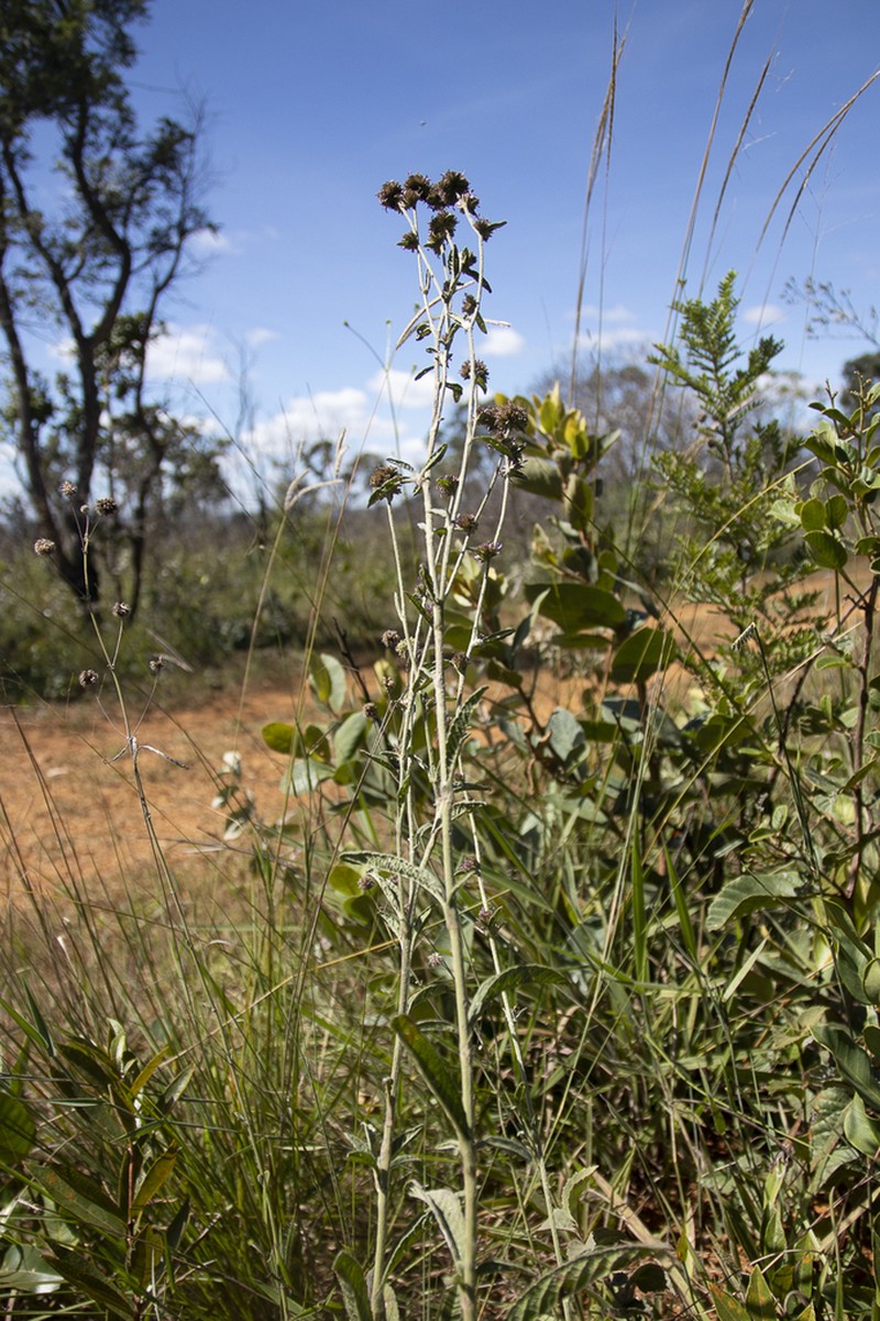 Elephantopus biflorus photo 2