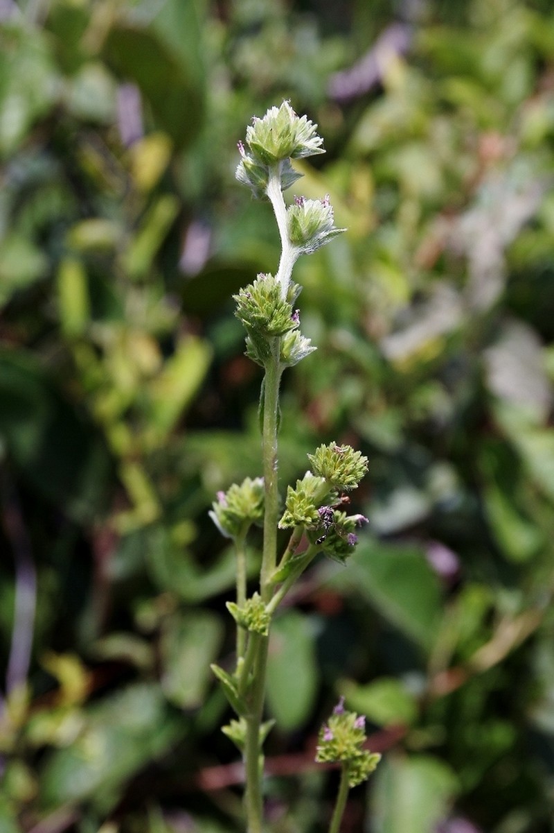 Elephantopus biflorus photo 5