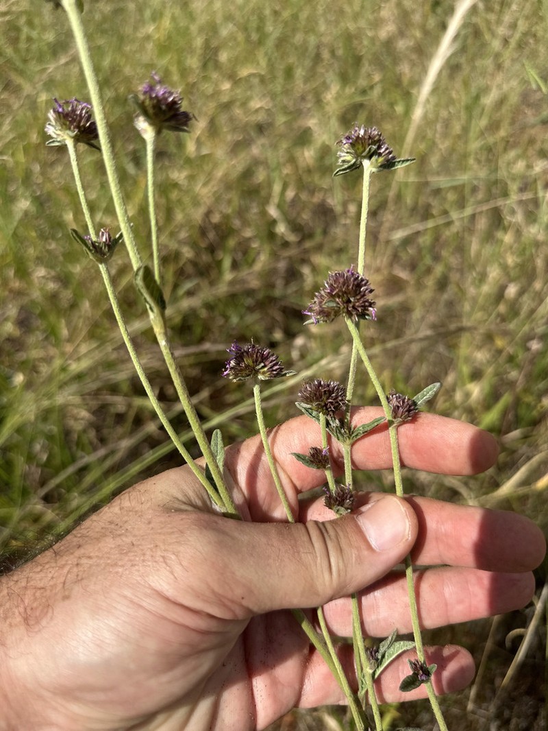 Elephantopus biflorus photo 6